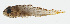  ( - GAM-376)  @11 [ ] CreativeCommons  Attribution Non-Commercial (by-nc) (2010) Unspecified Smithsonian Institution National Museum of Natural History