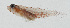  ( - GAM-344)  @11 [ ] CreativeCommons  Attribution Non-Commercial (by-nc) (2010) Unspecified Smithsonian Institution National Museum of Natural History