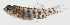  ( - GAM-338)  @11 [ ] CreativeCommons  Attribution Non-Commercial (by-nc) (2010) Unspecified Smithsonian Institution National Museum of Natural History