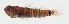  ( - GAM-035)  @11 [ ] CreativeCommons  Attribution Non-Commercial (by-nc) (2010) Unspecified Smithsonian Institution National Museum of Natural History