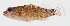  ( - GAM-061)  @11 [ ] CreativeCommons  Attribution Non-Commercial (by-nc) (2010) Unspecified Smithsonian Institution National Museum of Natural History