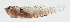  ( - GAM-458)  @11 [ ] CreativeCommons  Attribution Non-Commercial (by-nc) (2010) Unspecified Smithsonian Institution National Museum of Natural History