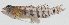  ( - GAM-337)  @11 [ ] CreativeCommons  Attribution Non-Commercial (by-nc) (2010) Unspecified Smithsonian Institution National Museum of Natural History