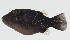  ( - GAM-860)  @11 [ ] CreativeCommons  Attribution Non-Commercial (by-nc) (2010) Unspecified Smithsonian Institution National Museum of Natural History