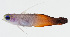  ( - GAM-694)  @11 [ ] CreativeCommons  Attribution Non-Commercial (by-nc) (2010) Unspecified Smithsonian Institution National Museum of Natural History