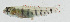  ( - GAM-634)  @11 [ ] CreativeCommons  Attribution Non-Commercial (by-nc) (2010) Unspecified Smithsonian Institution National Museum of Natural History