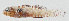  ( - GAM-853)  @11 [ ] CreativeCommons  Attribution Non-Commercial (by-nc) (2010) Unspecified Smithsonian Institution National Museum of Natural History