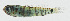  ( - GAM-071)  @11 [ ] CreativeCommons  Attribution Non-Commercial (by-nc) (2010) Unspecified Smithsonian Institution National Museum of Natural History