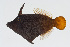  ( - GAM-811)  @11 [ ] CreativeCommons  Attribution Non-Commercial (by-nc) (2010) Unspecified Smithsonian Institution National Museum of Natural History