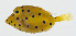  ( - GAM-750)  @11 [ ] CreativeCommons  Attribution Non-Commercial (by-nc) (2010) Unspecified Smithsonian Institution National Museum of Natural History