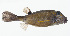  ( - GAM-209)  @11 [ ] CreativeCommons  Attribution Non-Commercial (by-nc) (2010) Unspecified Smithsonian Institution National Museum of Natural History