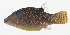  ( - GAM-074)  @11 [ ] CreativeCommons  Attribution Non-Commercial (by-nc) (2010) Unspecified Smithsonian Institution National Museum of Natural History