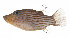  ( - GAM-001)  @11 [ ] CreativeCommons  Attribution Non-Commercial (by-nc) (2010) Unspecified Smithsonian Institution National Museum of Natural History