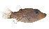  ( - GAM-001)  @11 [ ] CreativeCommons  Attribution Non-Commercial (by-nc) (2010) Unspecified Smithsonian Institution National Museum of Natural History