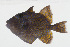  ( - GAM-452)  @11 [ ] CreativeCommons  Attribution Non-Commercial (by-nc) (2010) Unspecified Smithsonian Institution National Museum of Natural History