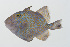  ( - GAM-688)  @11 [ ] CreativeCommons  Attribution Non-Commercial (by-nc) (2010) Unspecified Smithsonian Institution National Museum of Natural History
