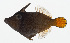  ( - GAM-565)  @11 [ ] CreativeCommons  Attribution Non-Commercial (by-nc) (2010) Unspecified Smithsonian Institution National Museum of Natural History