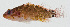  ( - GAM-060)  @11 [ ] CreativeCommons  Attribution Non-Commercial (by-nc) (2010) Unspecified Smithsonian Institution National Museum of Natural History