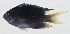  ( - GAM-310)  @11 [ ] CreativeCommons  Attribution Non-Commercial (by-nc) (2010) Unspecified Smithsonian Institution National Museum of Natural History