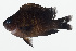  ( - GAM-142)  @11 [ ] CreativeCommons  Attribution Non-Commercial (by-nc) (2010) Unspecified Smithsonian Institution National Museum of Natural History