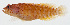  ( - GAM-350)  @11 [ ] CreativeCommons  Attribution Non-Commercial (by-nc) (2010) Unspecified Smithsonian Institution National Museum of Natural History