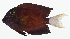  ( - GAM-093)  @11 [ ] CreativeCommons  Attribution Non-Commercial (by-nc) (2010) Unspecified Smithsonian Institution National Museum of Natural History