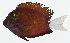  ( - GAM-197)  @11 [ ] CreativeCommons  Attribution Non-Commercial (by-nc) (2010) Unspecified Smithsonian Institution National Museum of Natural History
