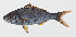  ( - GAM-203)  @11 [ ] CreativeCommons  Attribution Non-Commercial (by-nc) (2010) Unspecified Smithsonian Institution National Museum of Natural History
