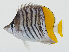  ( - GAM-204)  @11 [ ] CreativeCommons  Attribution Non-Commercial (by-nc) (2010) Unspecified Smithsonian Institution National Museum of Natural History
