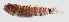  ( - GAM-034)  @11 [ ] CreativeCommons  Attribution Non-Commercial (by-nc) (2010) Unspecified Smithsonian Institution National Museum of Natural History