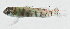  ( - GAM-111)  @11 [ ] CreativeCommons  Attribution Non-Commercial (by-nc) (2010) Unspecified Smithsonian Institution National Museum of Natural History