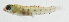  ( - GAM-113)  @11 [ ] CreativeCommons  Attribution Non-Commercial (by-nc) (2010) Unspecified Smithsonian Institution National Museum of Natural History