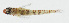  (Eviota hinanoae - GAM-112)  @11 [ ] CreativeCommons  Attribution Non-Commercial (by-nc) (2010) Unspecified Smithsonian Institution National Museum of Natural History