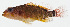  ( - GAM-417)  @11 [ ] CreativeCommons  Attribution Non-Commercial (by-nc) (2010) Unspecified Smithsonian Institution National Museum of Natural History