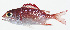  ( - GAM-155)  @11 [ ] CreativeCommons  Attribution Non-Commercial (by-nc) (2010) Unspecified Smithsonian Institution National Museum of Natural History
