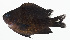  ( - GAM-141)  @11 [ ] CreativeCommons  Attribution Non-Commercial (by-nc) (2010) Unspecified Smithsonian Institution National Museum of Natural History