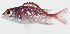  ( - GAM-156)  @11 [ ] CreativeCommons  Attribution Non-Commercial (by-nc) (2010) Unspecified Smithsonian Institution National Museum of Natural History