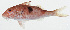  ( - GAM-485)  @11 [ ] CreativeCommons  Attribution Non-Commercial (by-nc) (2010) Unspecified Smithsonian Institution National Museum of Natural History