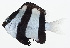  ( - GAM-261)  @11 [ ] CreativeCommons  Attribution Non-Commercial (by-nc) (2010) Unspecified Smithsonian Institution National Museum of Natural History