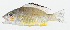  ( - GAM-235)  @11 [ ] CreativeCommons  Attribution Non-Commercial (by-nc) (2010) Unspecified Smithsonian Institution National Museum of Natural History