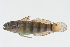  ( - GAM-281)  @11 [ ] CreativeCommons  Attribution Non-Commercial (by-nc) (2010) Unspecified Smithsonian Institution National Museum of Natural History