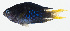  ( - GAM-308)  @11 [ ] CreativeCommons  Attribution Non-Commercial (by-nc) (2010) Unspecified Smithsonian Institution National Museum of Natural History