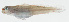  ( - GAM-228)  @11 [ ] CreativeCommons  Attribution Non-Commercial (by-nc) (2010) Unspecified Smithsonian Institution National Museum of Natural History