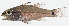  ( - GAM-317)  @11 [ ] CreativeCommons  Attribution Non-Commercial (by-nc) (2010) Unspecified Smithsonian Institution National Museum of Natural History