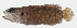  ( - GAM-010)  @11 [ ] CreativeCommons  Attribution Non-Commercial (by-nc) (2010) Unspecified Smithsonian Institution National Museum of Natural History