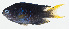  ( - GAM-309)  @11 [ ] CreativeCommons  Attribution Non-Commercial (by-nc) (2010) Unspecified Smithsonian Institution National Museum of Natural History