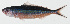  ( - GAM-449)  @11 [ ] CreativeCommons  Attribution Non-Commercial (by-nc) (2010) Unspecified Smithsonian Institution National Museum of Natural History