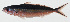  ( - GAM-450)  @11 [ ] CreativeCommons  Attribution Non-Commercial (by-nc) (2010) Unspecified Smithsonian Institution National Museum of Natural History