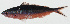  ( - GAM-454)  @11 [ ] CreativeCommons  Attribution Non-Commercial (by-nc) (2010) Unspecified Smithsonian Institution National Museum of Natural History