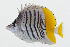  ( - GAM-468)  @11 [ ] CreativeCommons  Attribution Non-Commercial (by-nc) (2010) Unspecified Smithsonian Institution National Museum of Natural History